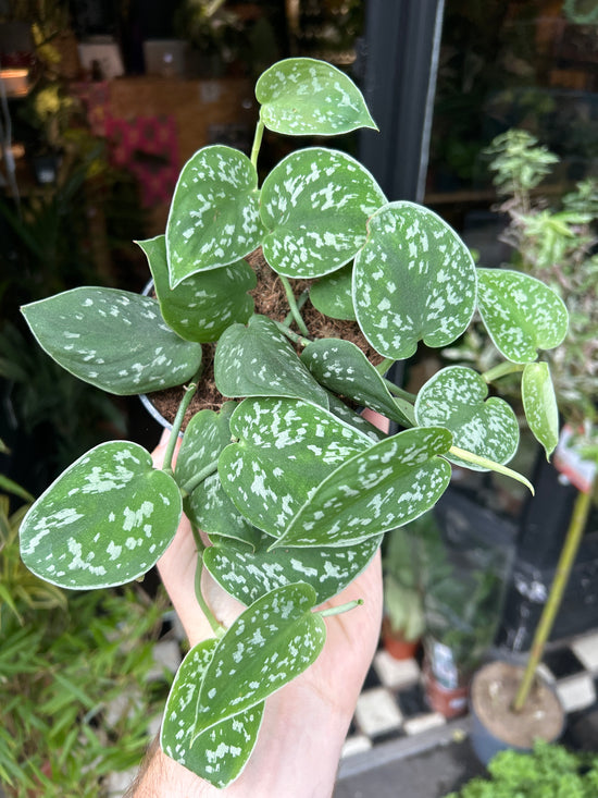 Scindapsus pictus ‘Argyraeus’ houseplant in 12cm pot outside Urban Tropicana plant shop in Chiswick, London