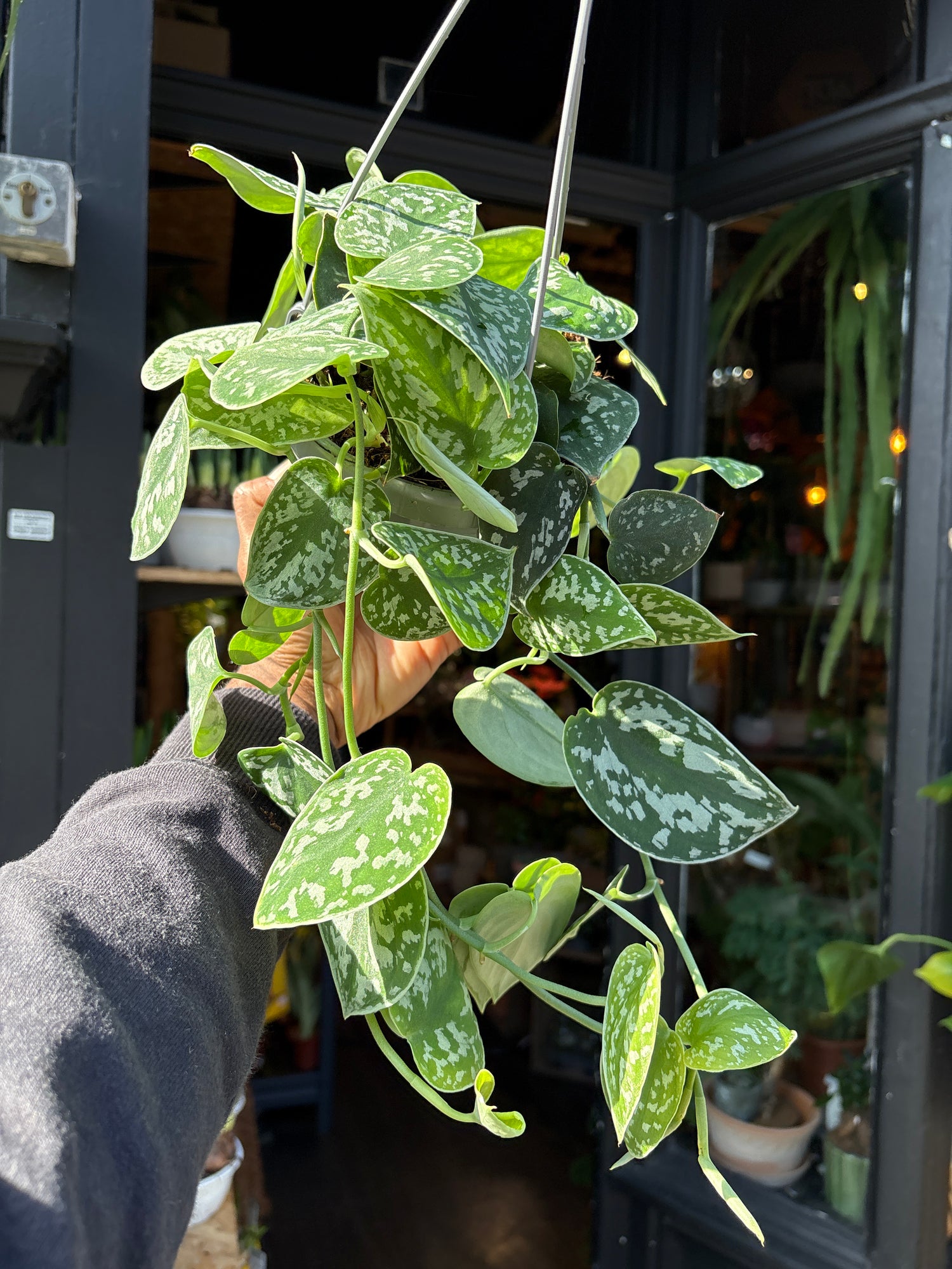 Multiple trailing stems of Scindapsus pictus ‘Argyraeus’ with variegated leaves cascading showcased at Urban Tropicana, perfect for indoor plant enthusiasts