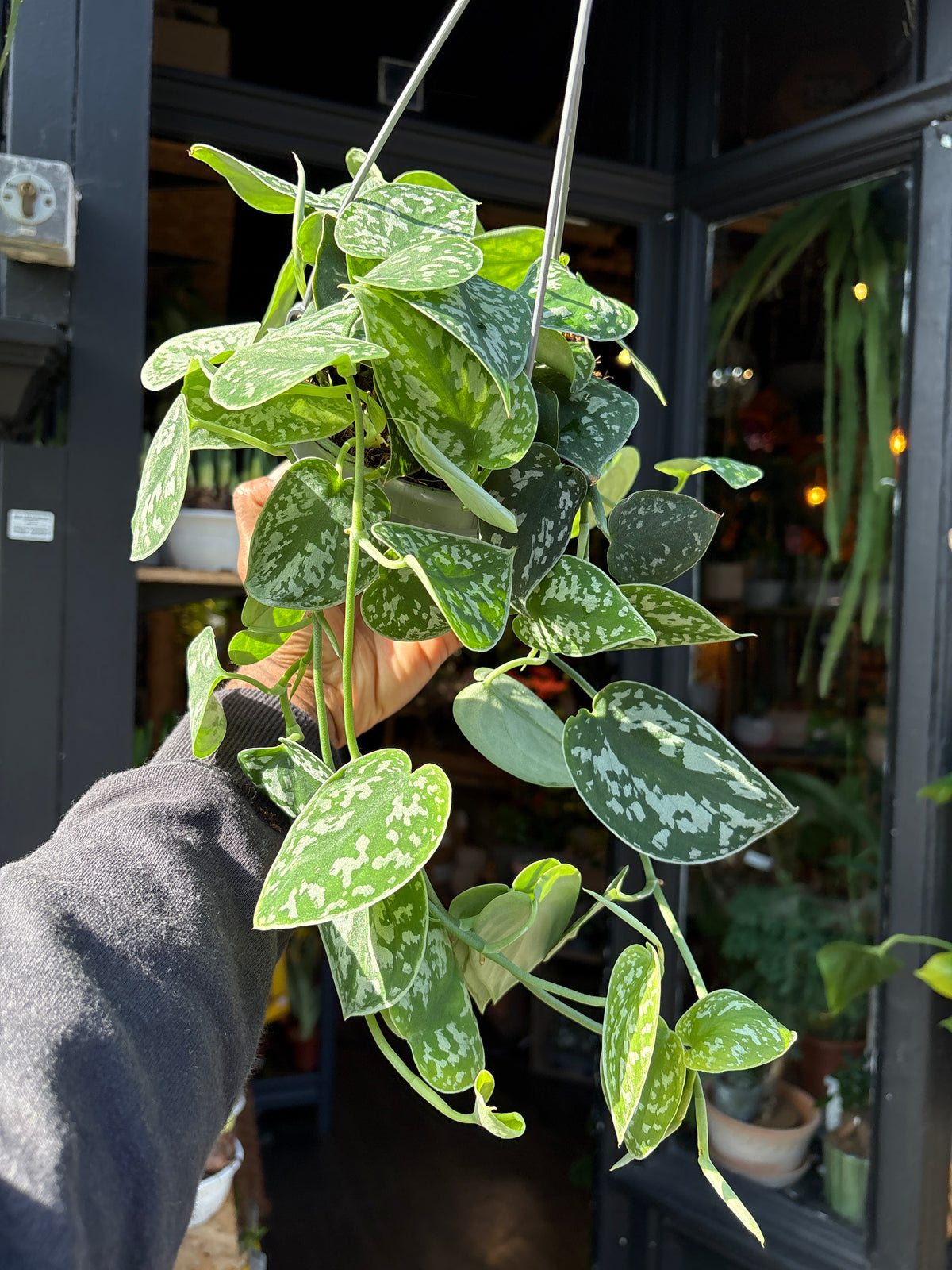Multiple trailing stems of Scindapsus pictus ‘Argyraeus’ with variegated leaves cascading showcased at Urban Tropicana, perfect for indoor plant enthusiasts