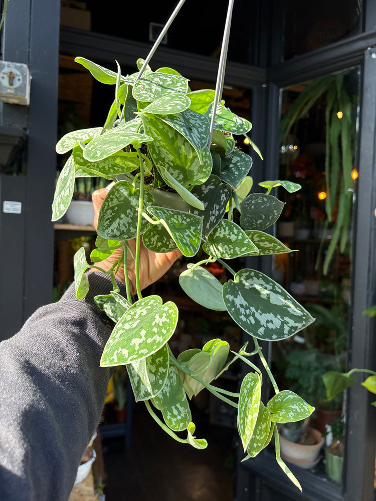 Multiple trailing stems of Scindapsus pictus ‘Argyraeus’ with variegated leaves cascading showcased at Urban Tropicana, perfect for indoor plant enthusiasts