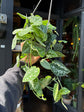 Multiple trailing stems of Scindapsus pictus ‘Argyraeus’ with variegated leaves cascading showcased at Urban Tropicana, perfect for indoor plant enthusiasts