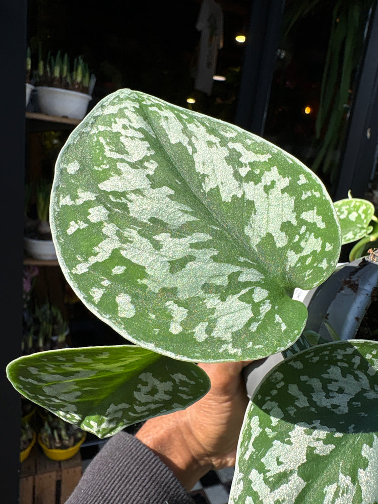 Close-up of a Scindapsus pictus ‘Argyraeus’ leaf showing velvety dark green foliage with distinctive silvery spots and streaks