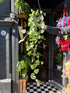 Hanging Scindapsus Pictus Silvery Ann in a 14cm pot outside Urban Tropicana’s houseplant store in Chiswick, London