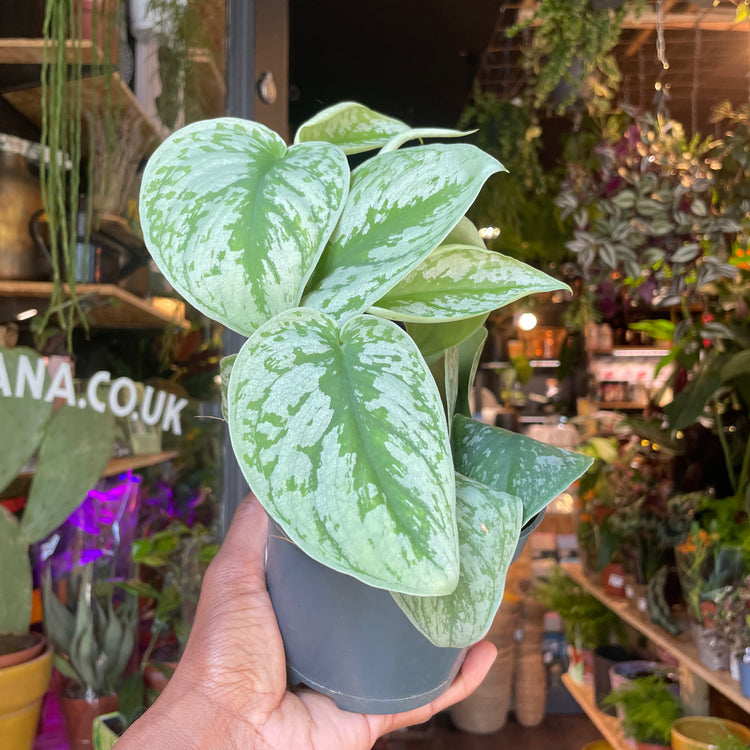 A Scindapsus Trebie plant, also known as Satin Pothos, in front of Urban Tropicana&