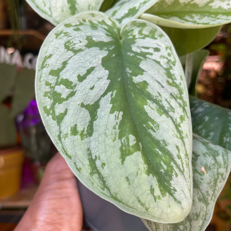 A Scindapsus Trebie plant, also known as Satin Pothos, in front of Urban Tropicana&