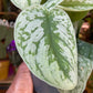 A Scindapsus Trebie plant, also known as Satin Pothos, in front of Urban Tropicana&