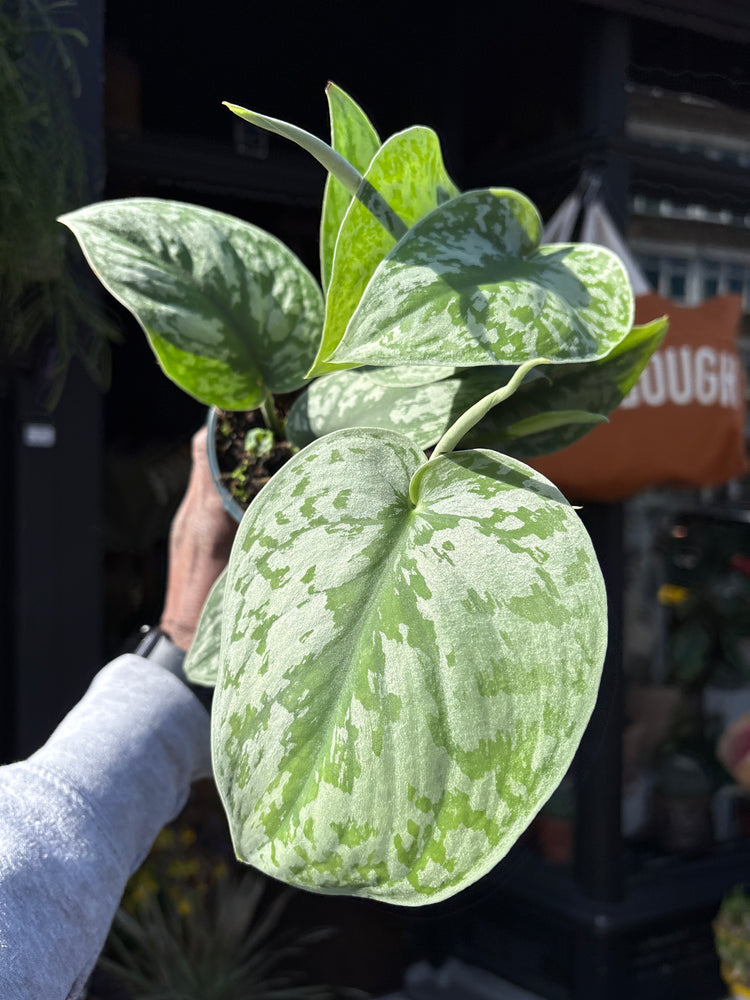 A Scindapsus Trebie plant, also known as Satin Pothos, in front of Urban Tropicana&