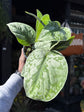 A Scindapsus Trebie plant, also known as Satin Pothos, in front of Urban Tropicana&
