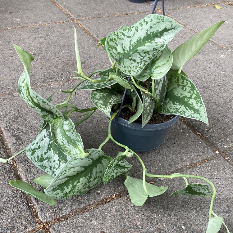 A Scindapsus Trebie plant in front of Urban Tropicana&