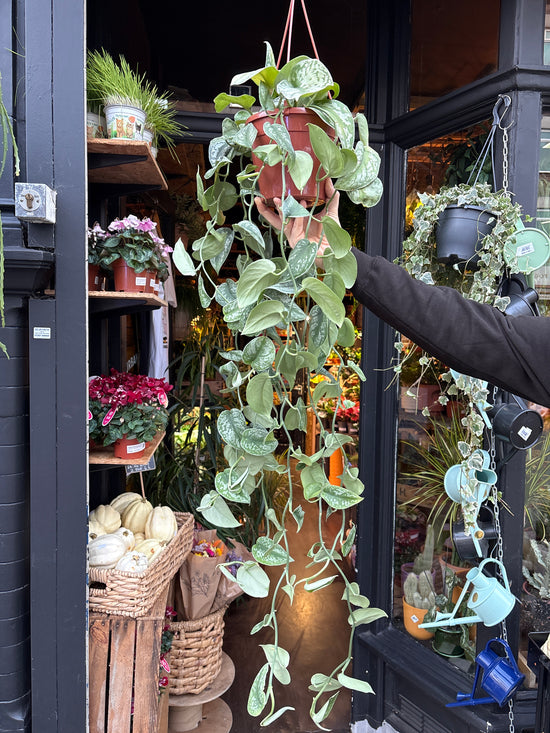A Scindapsus Trebie plant in front of Urban Tropicana’s Plant Shop in Chiswick London