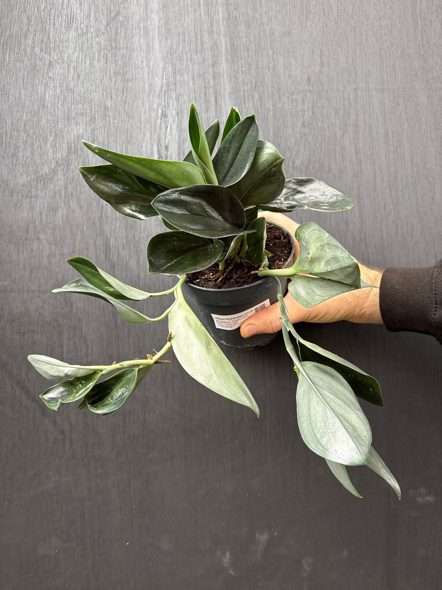 Hand holding a potted plant against a dark background