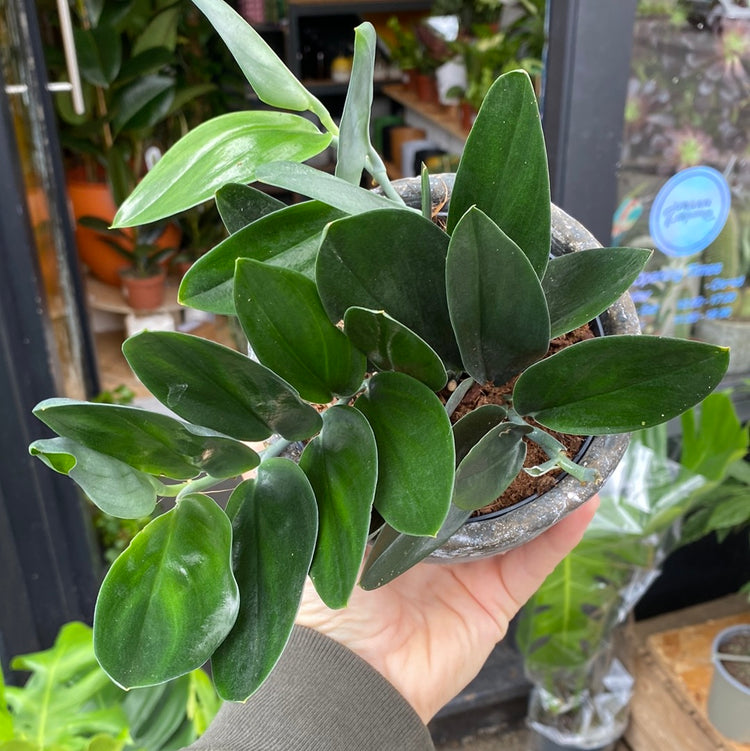 A Scindapsus ‘Treubii’ Dark Form also known as a Satin Pothos in front of Urban Tropicana&