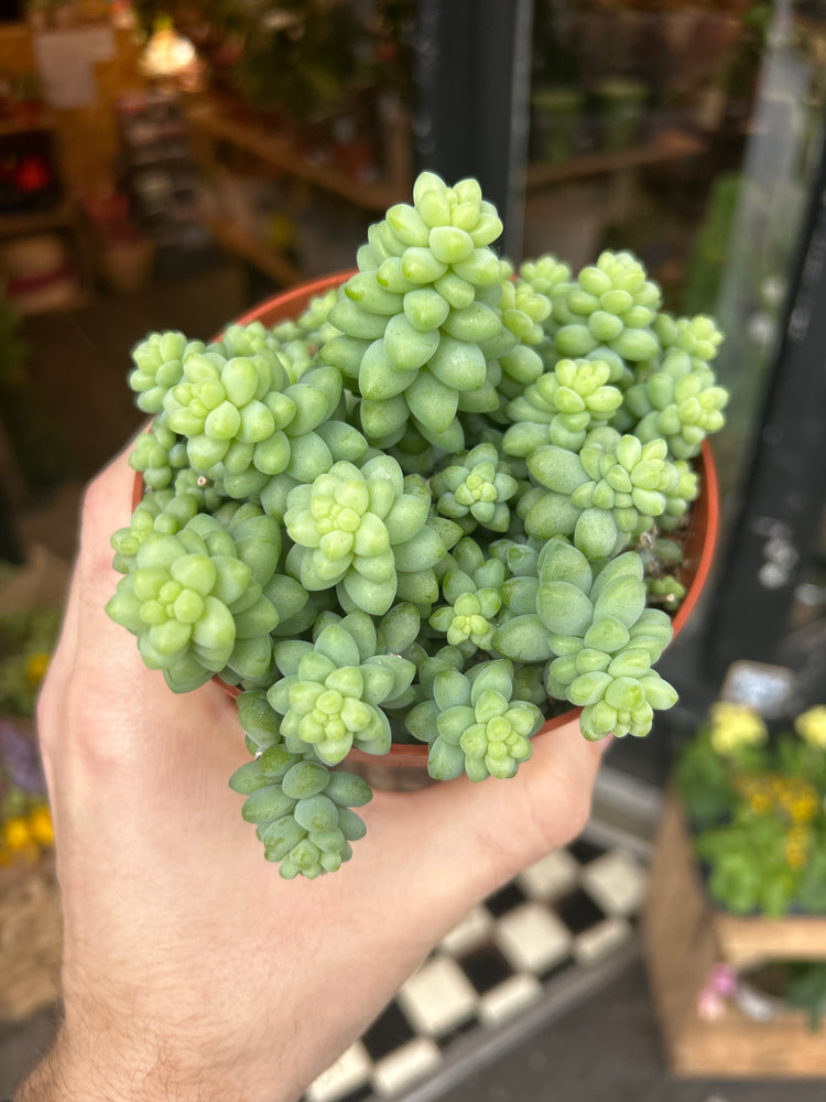 A Sedum Burrito also known as a Donkey’s Tail plant in front of Urban Tropicana’s plant shop in Chiswick, London