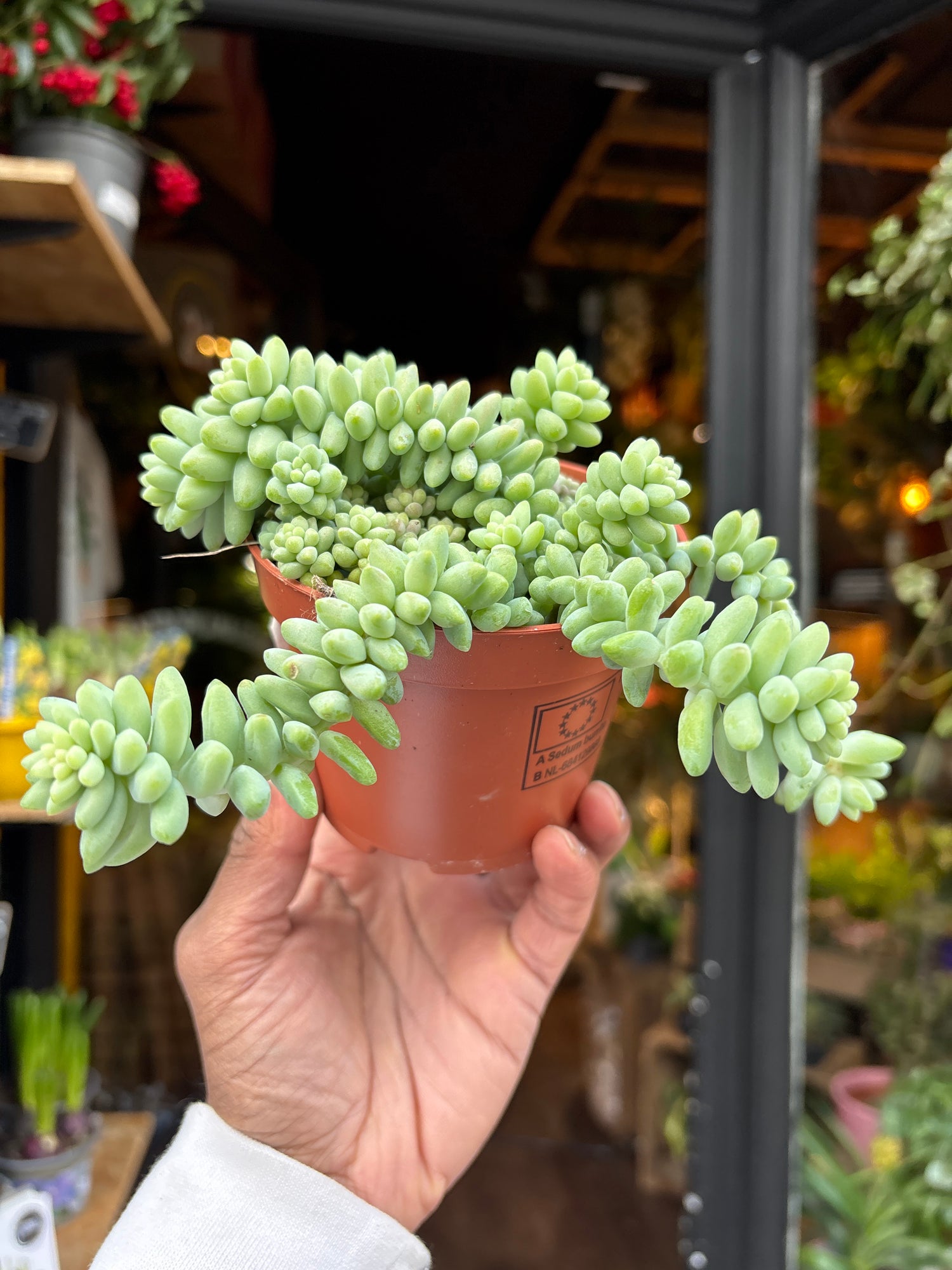 sedum house plants Sedum Burrito - House Plants - Plant Shop