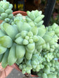 A Sedum Burrito plant in front of Urban Tropicana’s Plant Shop in Chiswick London
