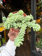 A Sedum Burrito plant in front of Urban Tropicana’s Plant Shop in Chiswick London