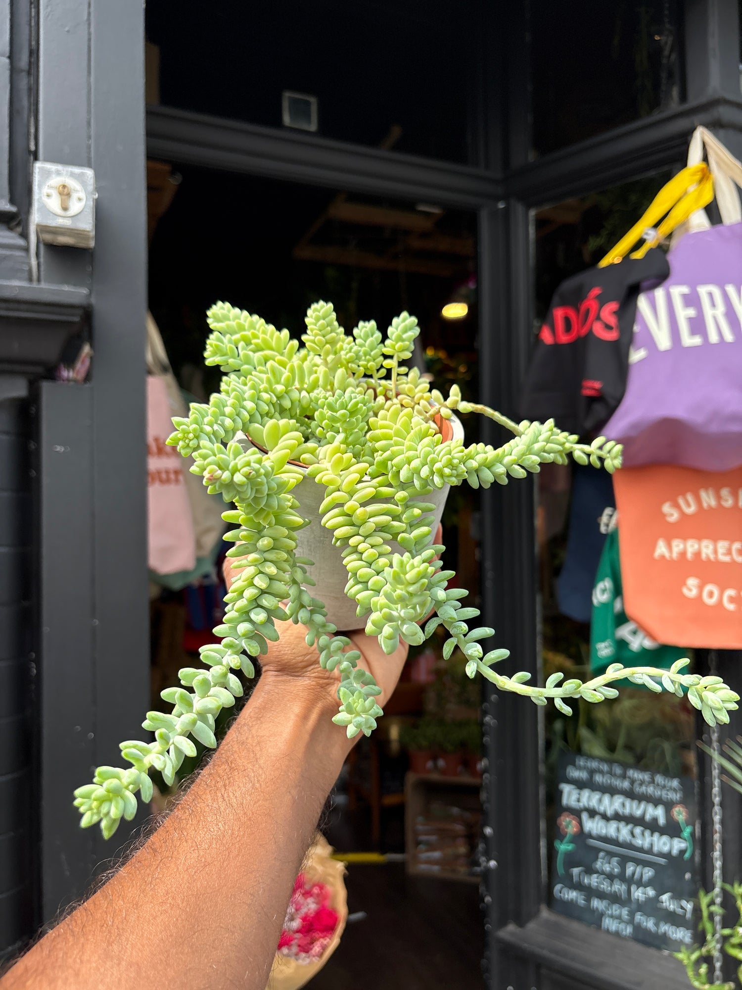 A Sedum Burrito plant in front of Urban Tropicana’s plant shop in Chiswick, London