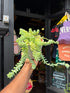 A Sedum Burrito plant in front of Urban Tropicana’s plant shop in Chiswick, London