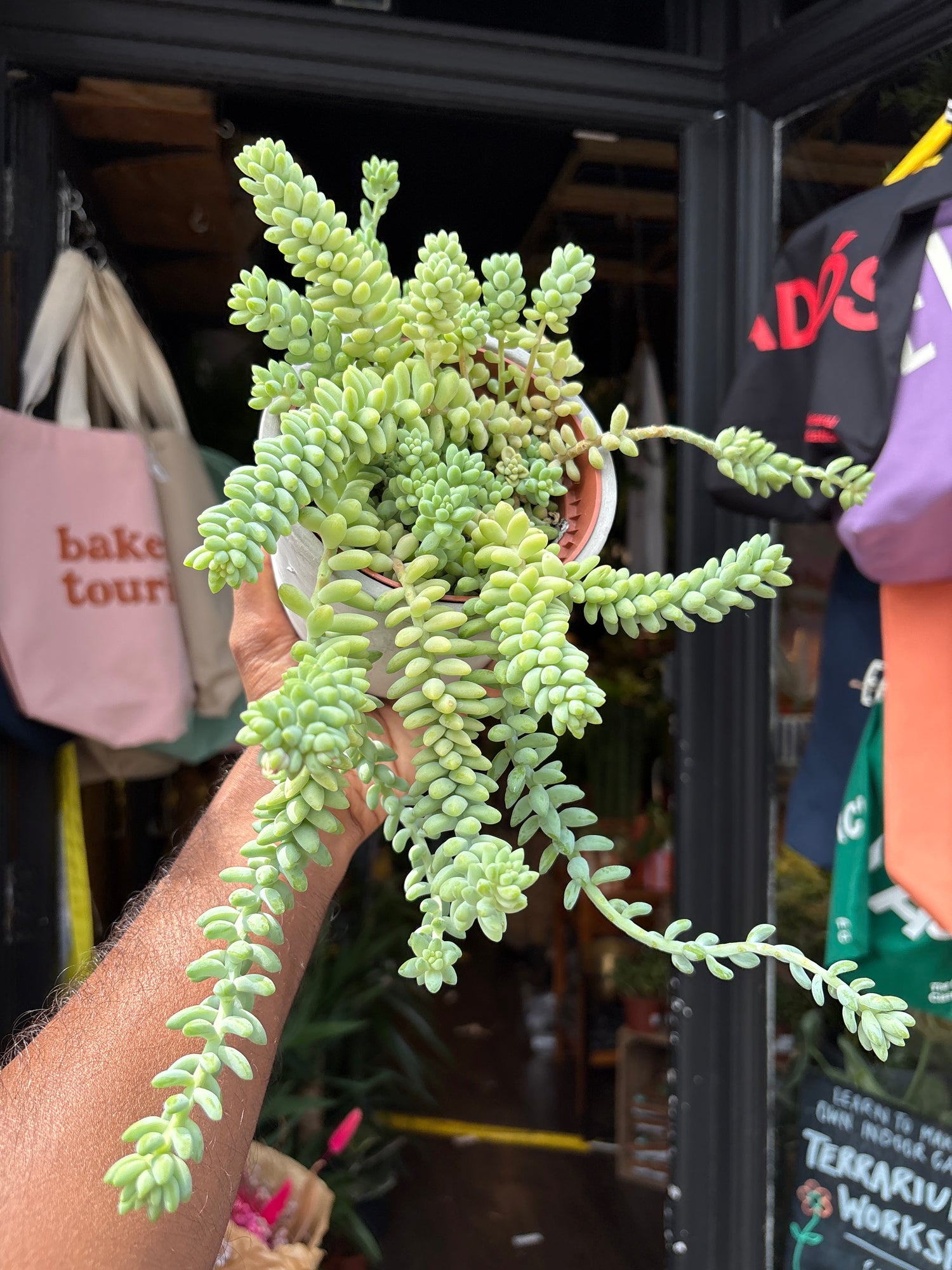 A Sedum Burrito plant in front of Urban Tropicana’s plant shop in Chiswick, London