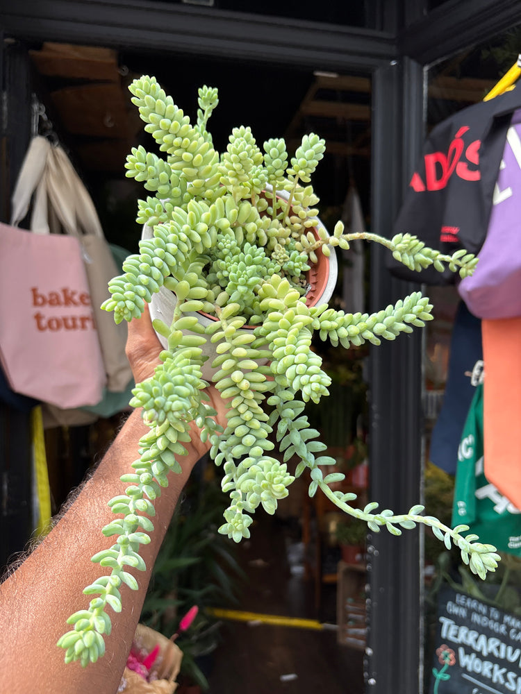 A Sedum Burrito plant in front of Urban Tropicana’s plant shop in Chiswick, London
