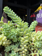 A Sedum Burrito plant in front of Urban Tropicana’s plant shop in Chiswick, London