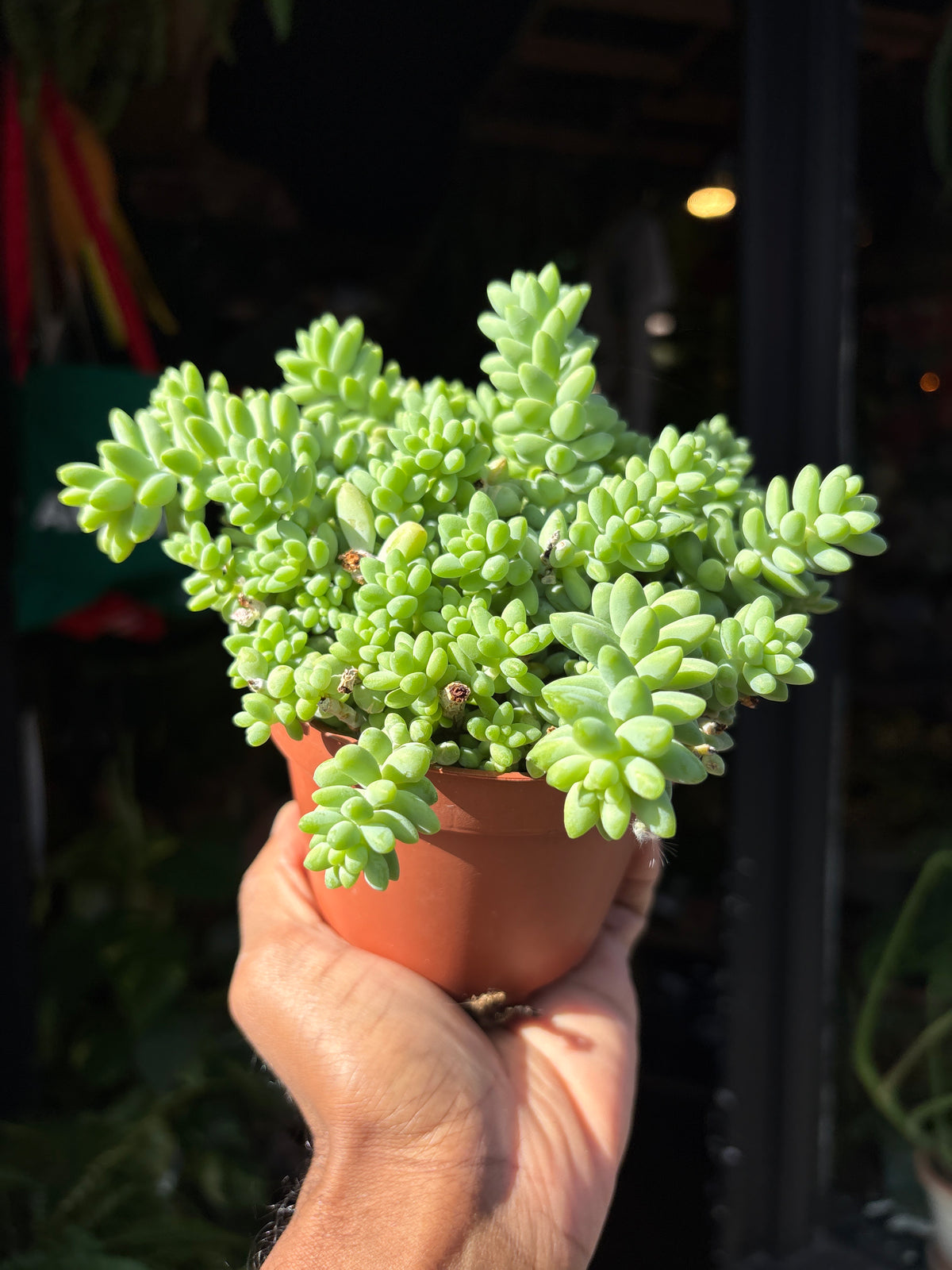 Sedum burrito (Burro’s Tail) succulent in 11cm pot outside Urban Tropicana plant shop in Chiswick, London