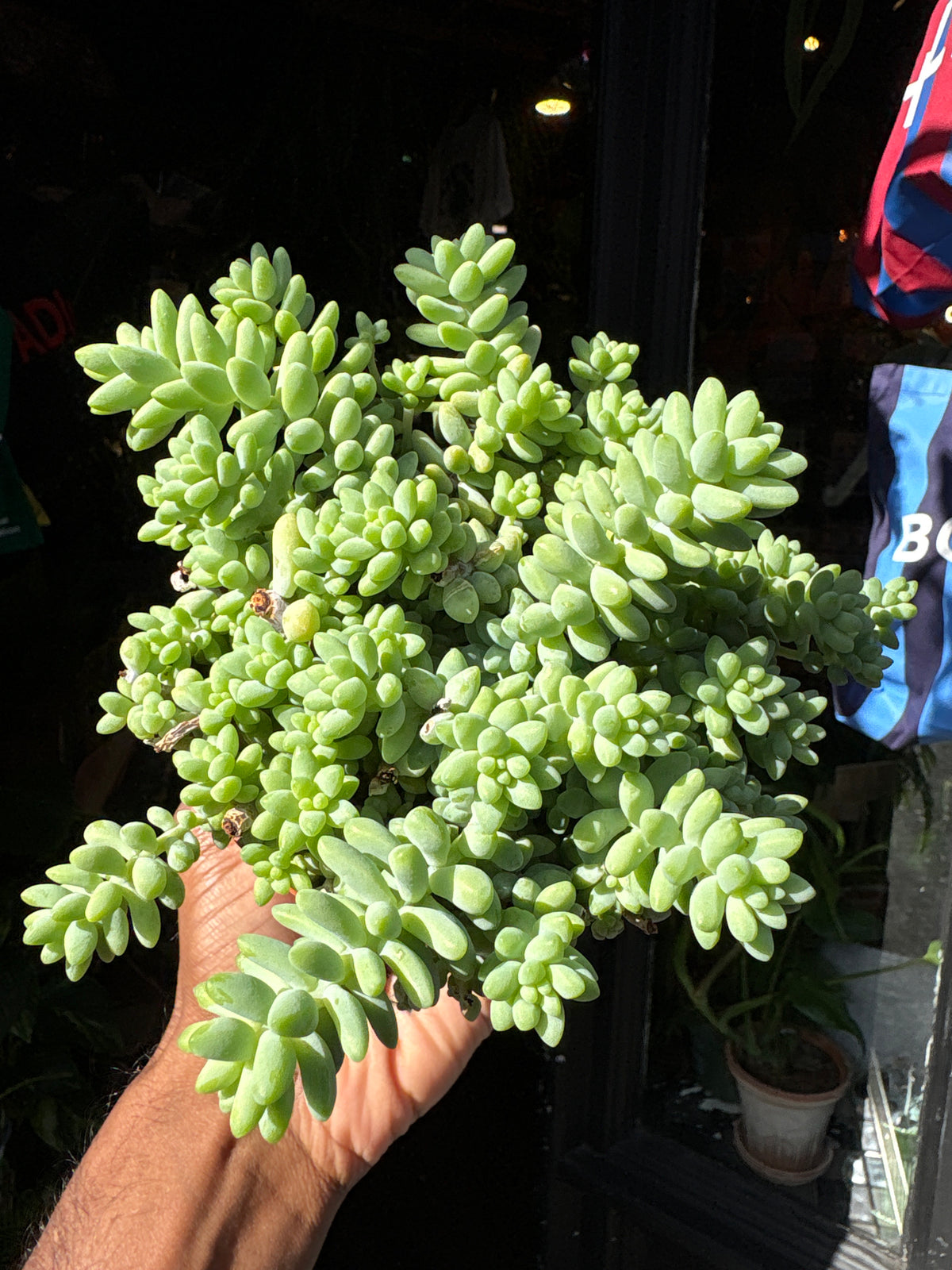 Sedum burrito (Burro’s Tail) succulent in 11cm pot outside Urban Tropicana plant shop in Chiswick, London