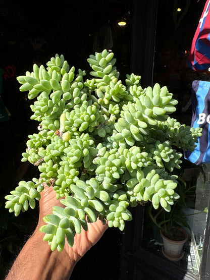 Sedum burrito (Burro’s Tail) succulent in 11cm pot outside Urban Tropicana plant shop in Chiswick, London