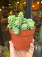 A Sedum Burrito also known as a Donkey’s Tail plant in front of Urban Tropicana’s plant shop in Chiswick, London 