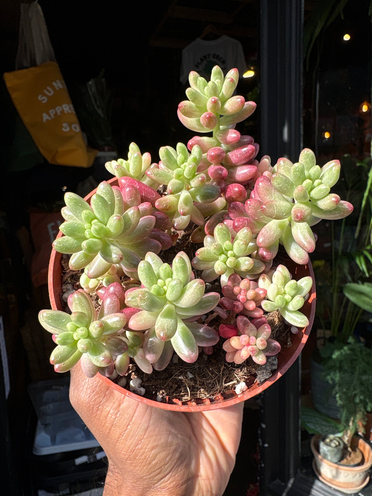 sedum aurora succulent Sedum Rubrotinctum 'aurora' Rosea - House Plants - Plant Shop