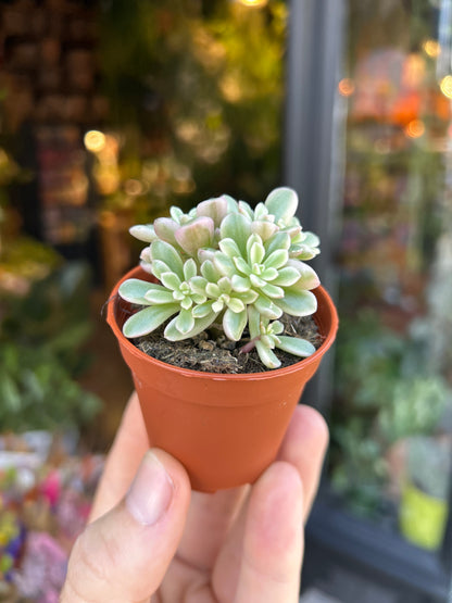 A Sedum Rubrotinctum plant in front of Urban Tropicana’s Plant Shop in Chiswick London