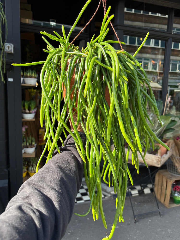 Selenicereus wercklei ‘Leiza’ with trailing, thick green stems and pronounced ridges, displayed at Urban Tropicana plant shop, Chiswick, London