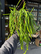Selenicereus wercklei ‘Leiza’ with trailing, thick green stems and pronounced ridges, displayed at Urban Tropicana plant shop, Chiswick, London