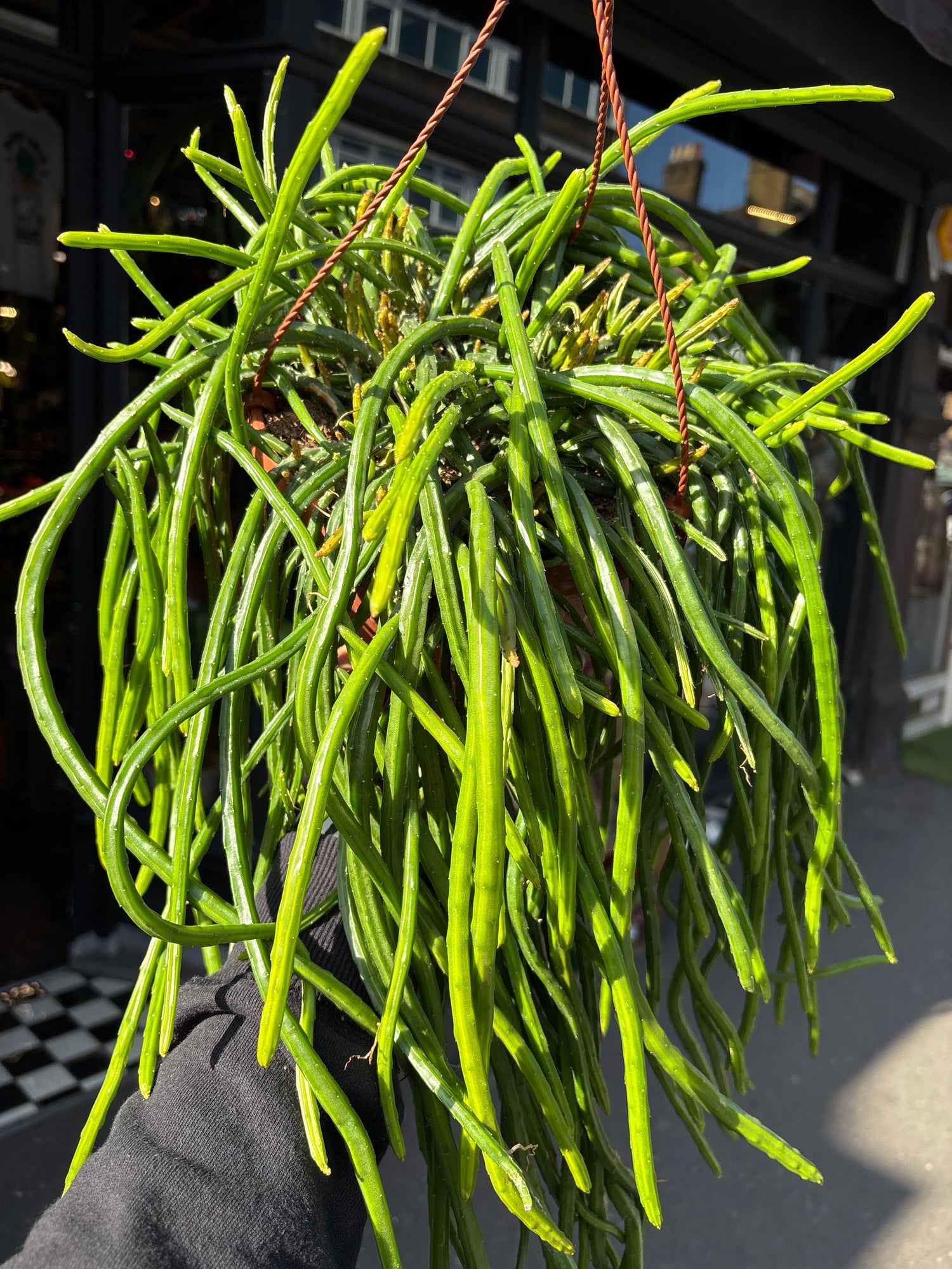Multiple trailing stems of Selenicereus wercklei ‘Leiza’ cascading from a nursery pot, showcased at Urban Tropicana, ideal for cactus and succulent collectors