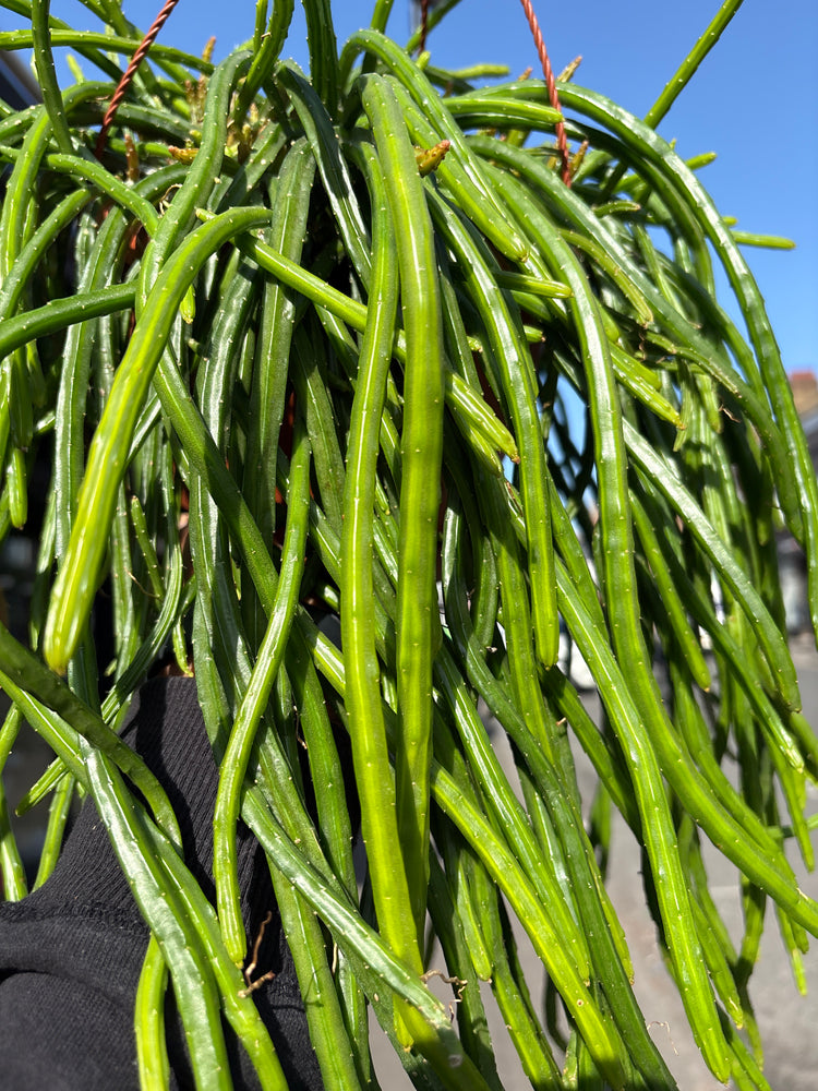 Close-up of Selenicereus wercklei ‘Leiza’ showing thick, ridged green stems with subtle texture