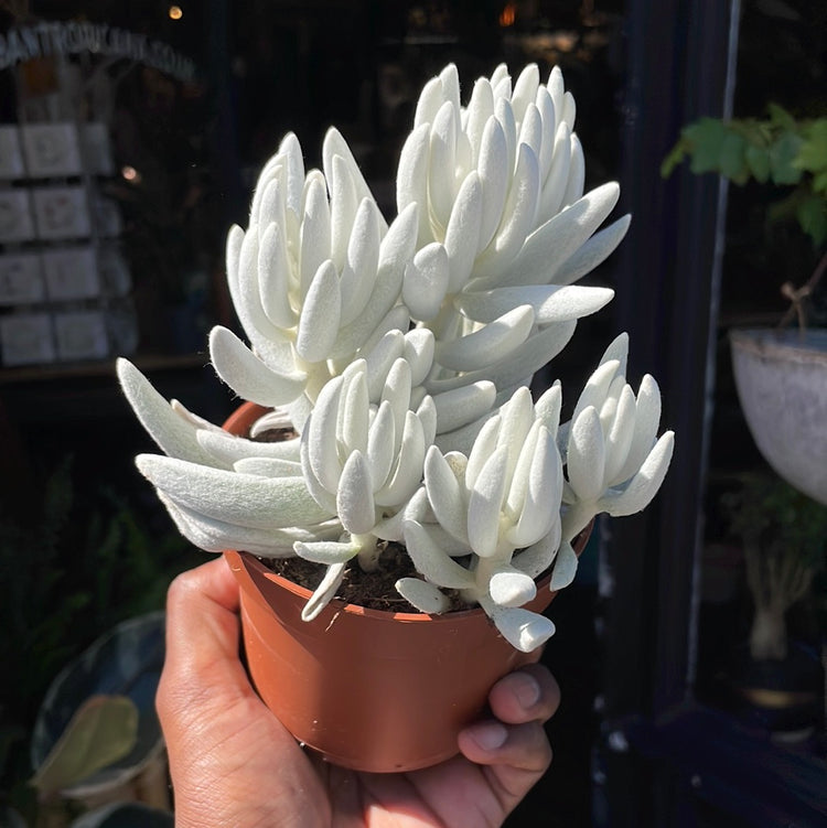 Senecio Mont Blanc in front of Urban Tropicana’s store in Chiswick, London.