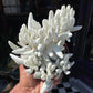 Senecio Mont Blanc in front of Urban Tropicana’s store in Chiswick, London.