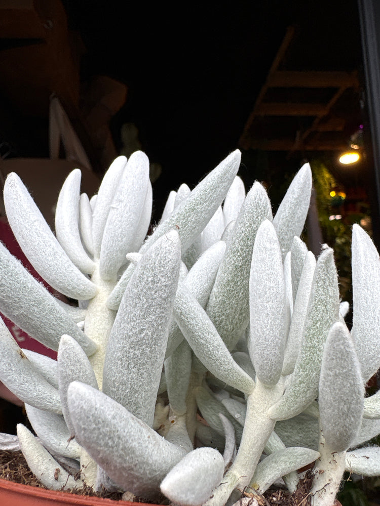 Senecio Mont Blanc in front of Urban Tropicana’s store in Chiswick, London.
