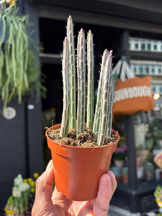 Senecio stapeliiformis with trailing, fleshy green stems covered in soft ridges, displayed in a nursery pot at Urban Tropicana plant shop, Chiswick, London.