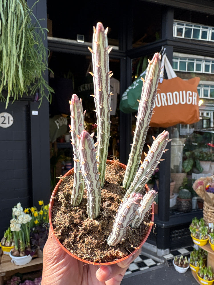 Senecio stapeliiformis with trailing, fleshy green stems covered in soft ridges, displayed in a nursery pot at Urban Tropicana plant shop, Chiswick, London.
