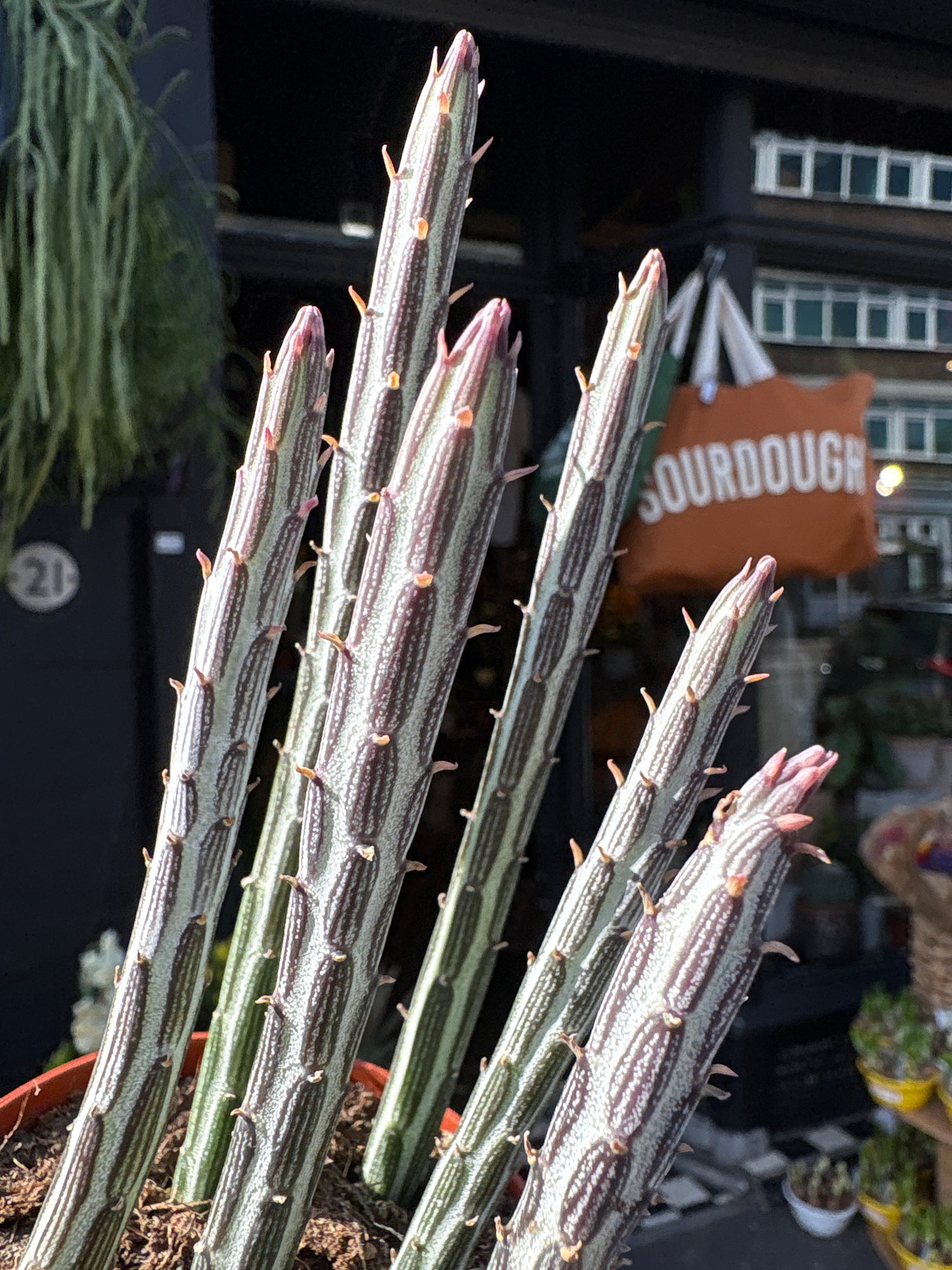 Senecio stapeliiformis with trailing, fleshy green stems covered in soft ridges, displayed in a nursery pot at Urban Tropicana plant shop, Chiswick, London.