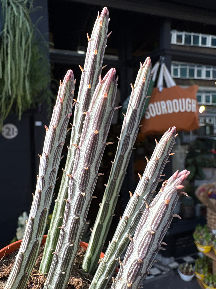 Senecio stapeliiformis with trailing, fleshy green stems covered in soft ridges, displayed in a nursery pot at Urban Tropicana plant shop, Chiswick, London.