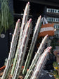Senecio stapeliiformis with trailing, fleshy green stems covered in soft ridges, displayed in a nursery pot at Urban Tropicana plant shop, Chiswick, London.