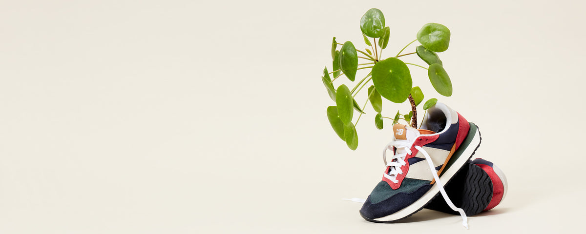 Chinese Money Plant in Trainer - Shop Houseplants