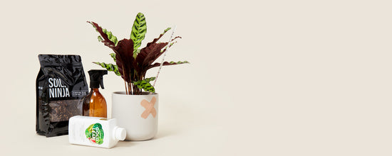 A Houseplant in a pot with a plaster on the plant pot next to a bag of Soil Ninja Soil and plant care accessories - Shop Plant Care 