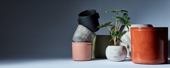 A Selection of Plant Pots one with a Alocasia Jacklyn houseplant in it - Shop Plant Pots