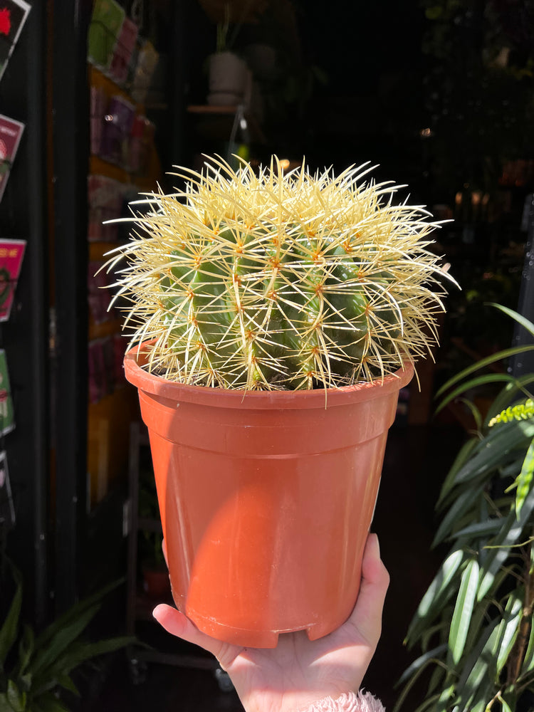 A Echinocactus Grusonni plant also known as Golden Barrel Cactus in front of Urban Tropicana&