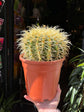 A Echinocactus Grusonni plant also known as Golden Barrel Cactus in front of Urban Tropicana&