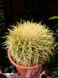 A Echinocactus Grusonni plant also known as Golden Barrel Cactus in front of Urban Tropicana&