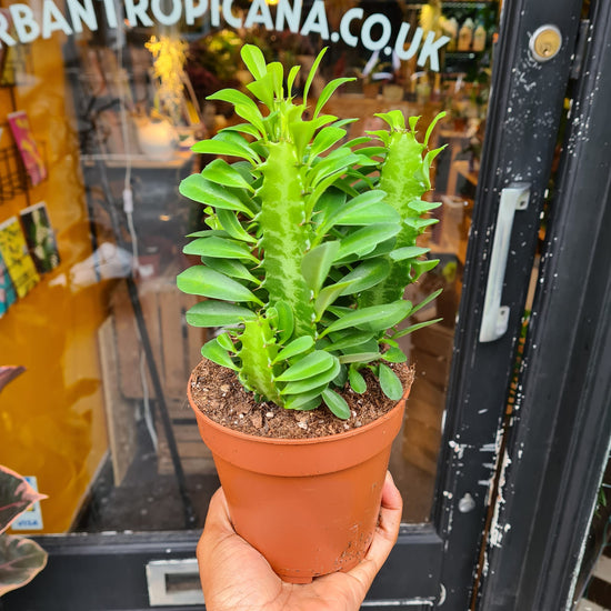 A Euphorbia Trigona plant also known as a Cathedral Cactus in front of Urban Tropicana&